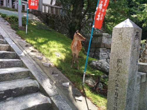 神社の近くにいた鹿