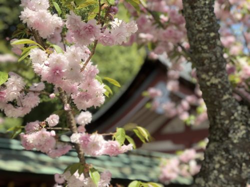塩釜神社 花祭り 桜1