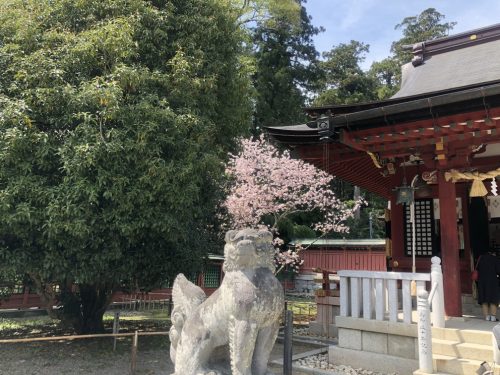 志波彦神社の左側の桜