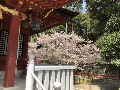 志波彦神社の右側の桜