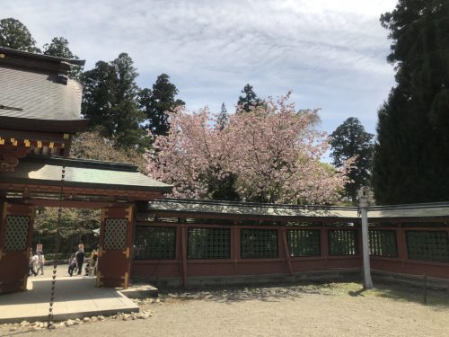 志波彦神社の入り口の桜