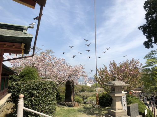 志波彦神社の入り口の右側の桜