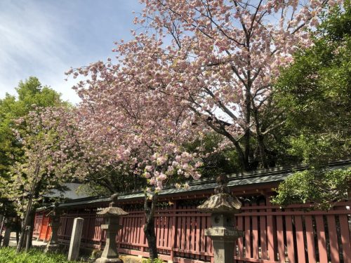 塩釜神社 花祭り 桜3