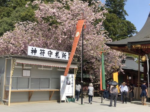 塩釜神社 花祭り 桜4