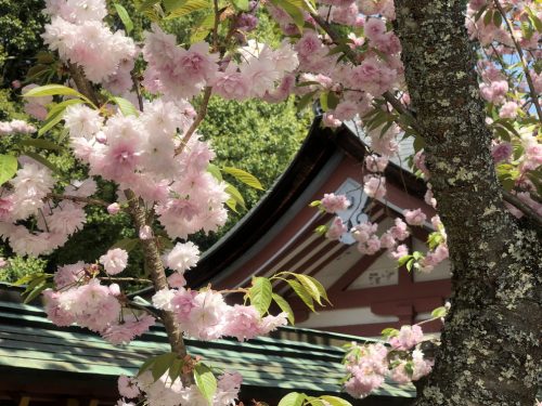 塩釜神社 花祭り 桜5
