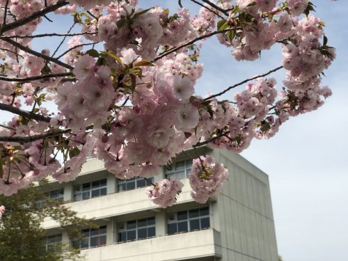 塩釜神社 花祭り 桜2