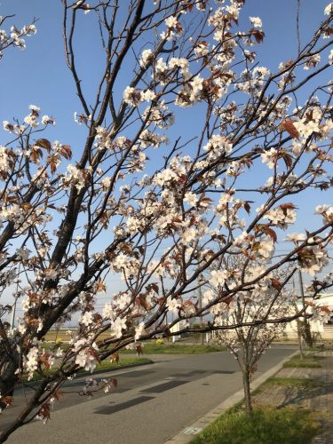 道の駅「庄内みかわ」いろり火の里の桜