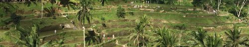 Header-Bali-RiceTerrase_mobile